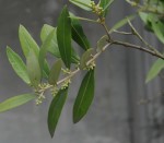 zDSC_4200.jpg