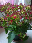 Photo0567,.jpg