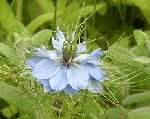 nigelle.jpg