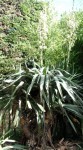 DSCF2521.jpg