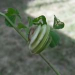DSCF2524.jpg