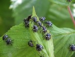 insectes 2.jpg