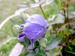 platycodon en bouton.JPG