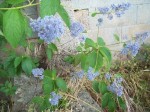 101_3171 b.JPG