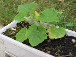 potimaron variété inconnue.jpg