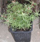 DSCF2528.jpg