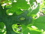 pitite grenouille sur feuille courgette