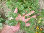 DSCF2783.JPG