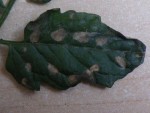 DSCF2829.JPG