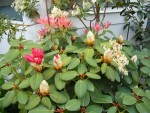 Rhodo en devenir