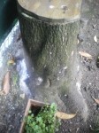 IMGP0288.JPG