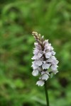 DSC_0139 2.jpg