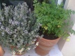Thym et persil