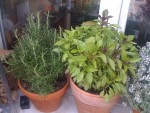 Romarin et basilic Thai