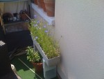 plantes mellifères et menthe poivrée en dessous