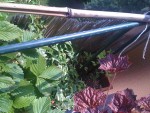 poids de senteur et ipomées au fond dans la jardinière avec le chèvrefeuille