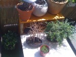 bonsai!!! Azalée, orme de chine et pseudolarix qui se réveille enfin!!!