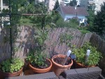 2 pieds de tomates, basilic, et menthe marocaine et rouge