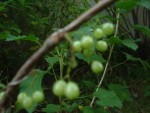 jardin 003.JPG