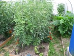 Plan de tomate aussie, il est très fourni, mais pas une trace de rougeur