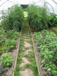Une photo d'ensemble, j'ai eu beaucoup de mal à maîtriser la pousse des tomates, je me retrouve souvent avec deux ou trois têtes.<br />C'est vraiment la jungle.<br />J'aurais quelques trucs à revoir pour l'année prochaine.