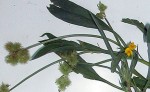 plante0.jpg