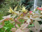 Promesses sur la pivoine arbustive