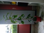 DSC00337.JPG