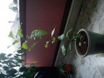 DSC00338.JPG