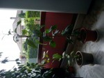 DSC00339.JPG