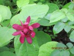 calycanthus Hartlage Wine.jpg