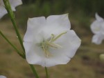 IMG_0020.JPG