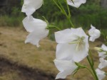IMG_0021.JPG