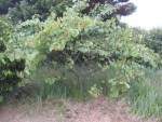 IMG_0023.JPG
