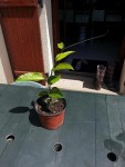 plante.jpg