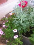 IMG_1830.JPG