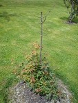 DSC00264.jpg