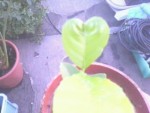 je vous promet que ce n'est pas un fake , c'est une vraie feuille de citronnier