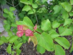 arbre internet 0319.jpg