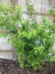arbre internet 0320.jpg