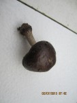 Mortelle.jpg