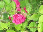 rosier fleur d'oeillet.jpg