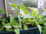 Plantes close up 01.JPG