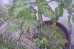 Maladie tomates-cerises.jpg
