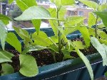 Plantes close up 02.JPG