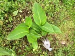 Plante 2 : vu du dessus