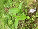 Plante 2 : vue de face