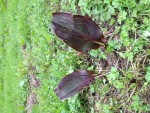 Plante 1 : gros plan