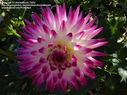 3 dahlia haley jane 80cm-1m.jpg