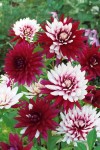 3 dahlia deco rebeccas world.jpg